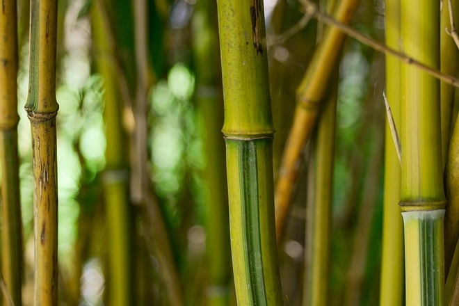 6 Amazing Benefits of Bamboo Tree