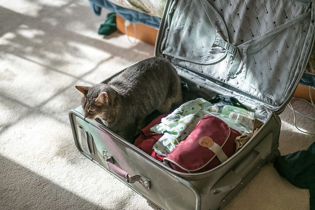 Things to bring on a vacation with your cat