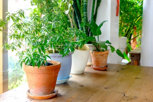 Complete Guide To Indoor Tropical Plants