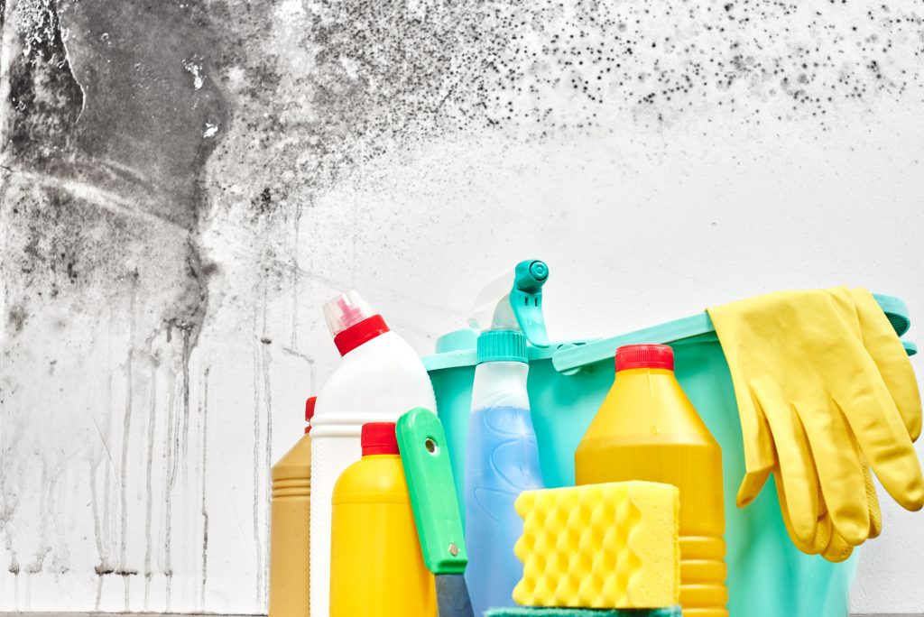 The Ultimate Mold Removal Guide in the Coastal Plains