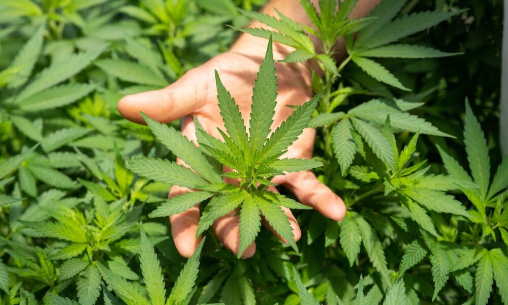 Reliable Dispensary for Cannabis